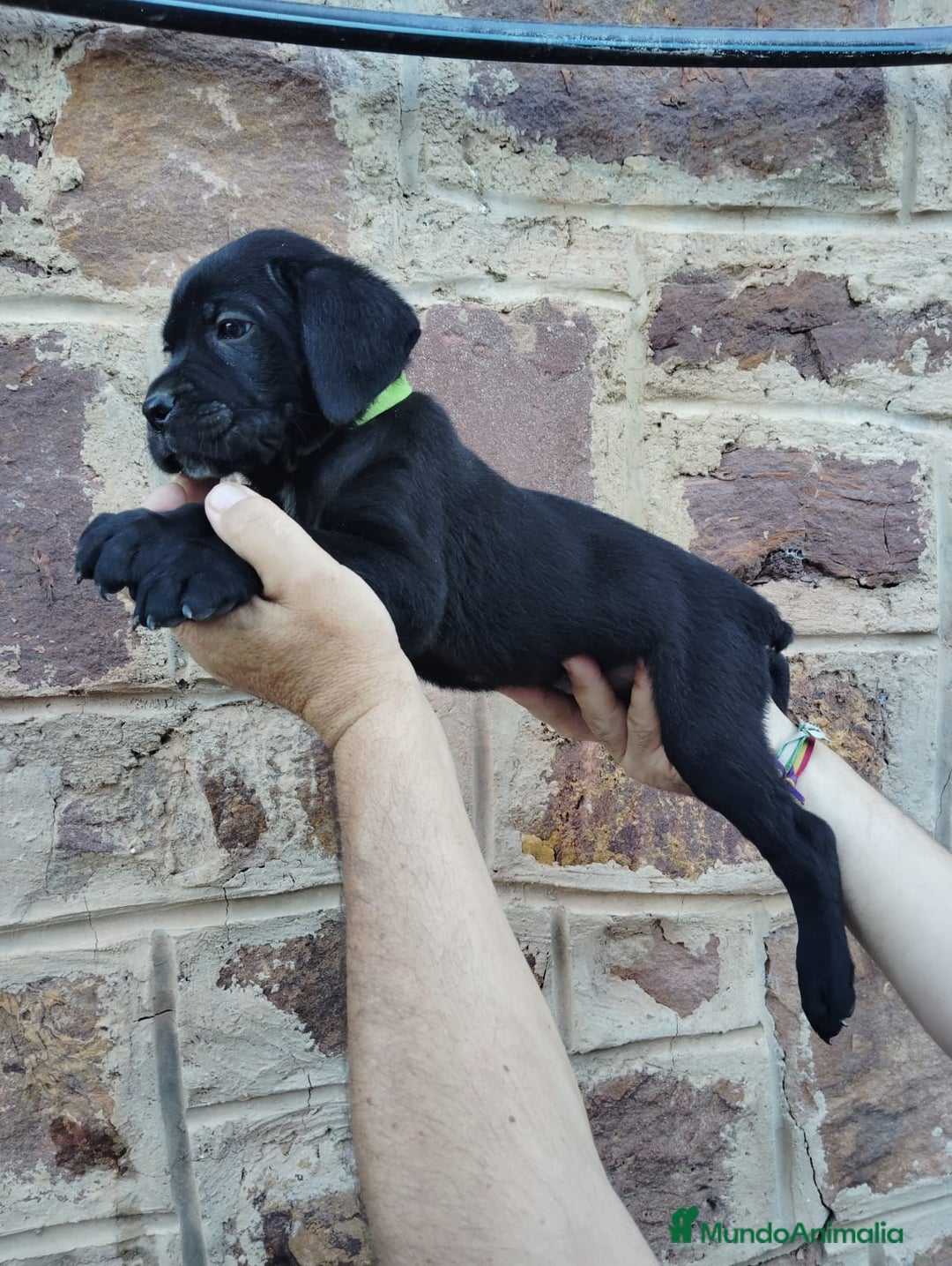 Cane Corso perros en venta: CACHORRO DE CANE CORSO - Imagen 2
