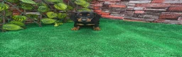 Teckel Miniatura perros en venta: TECKEL MINI & KANNINCHEN  - Anuncio 2