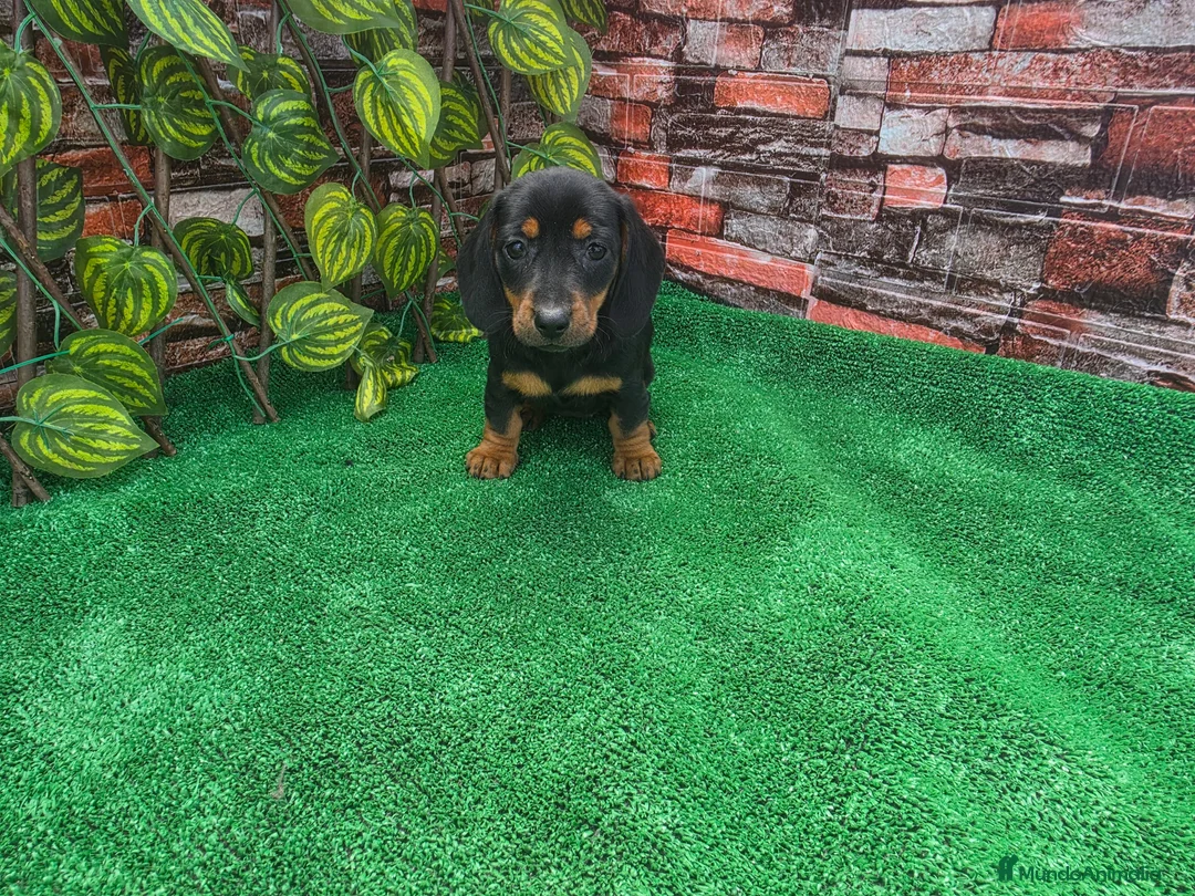 Teckel Miniatura perros en venta: TECKEL MINI & KANNINCHEN  - Anuncio 2