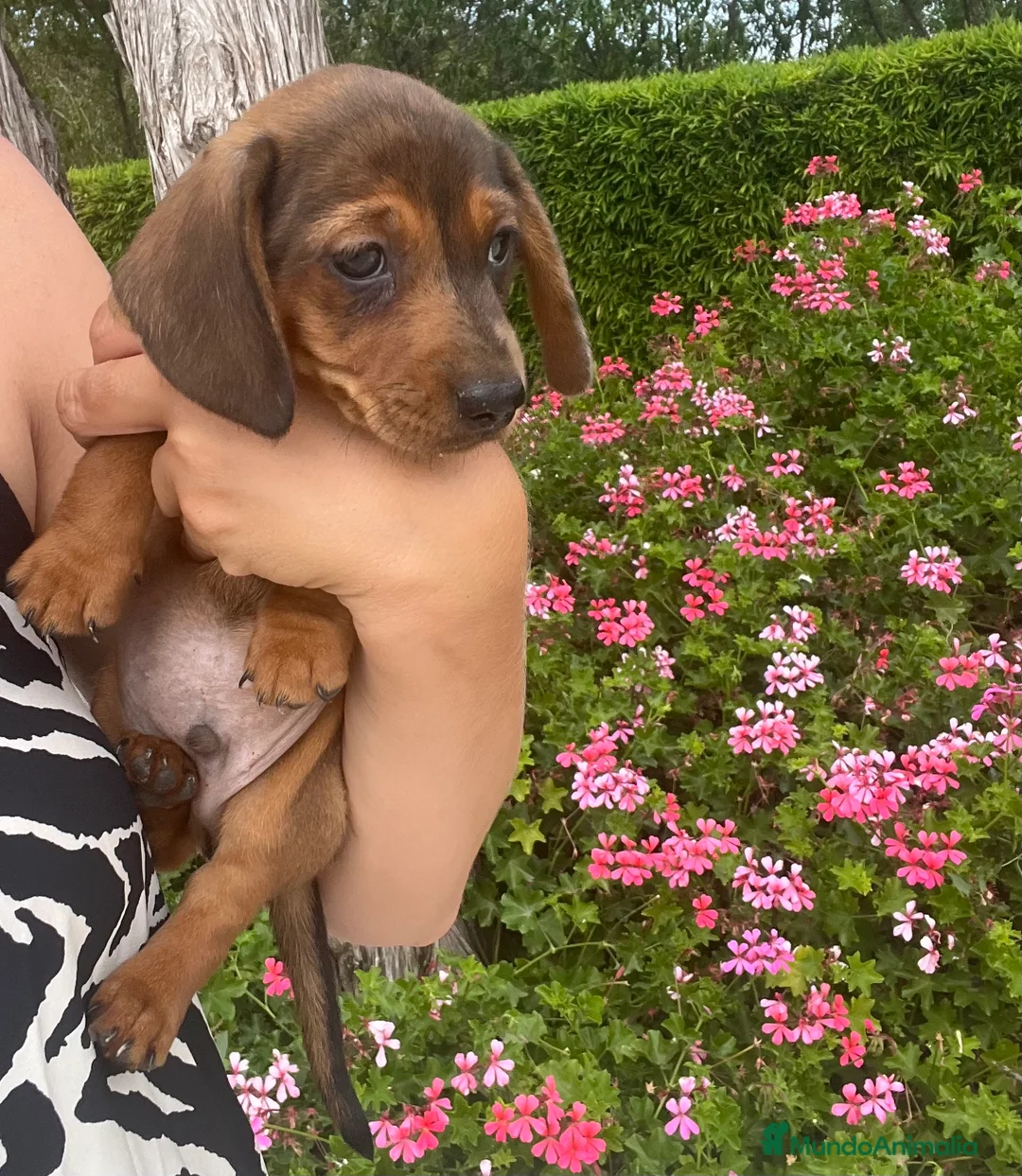 Teckel Miniatura perros en venta: Impresionante Teckel miniatura 601144783 - Anuncio 3