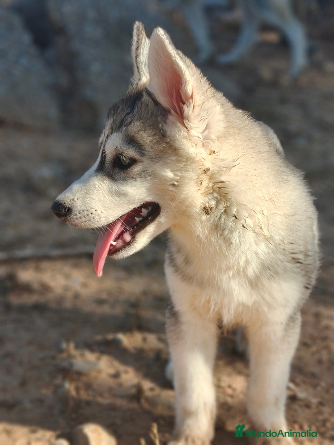 Husky Siberiano perros en venta: Husky SIBERIANO Macho espectacular  - Imagen 3