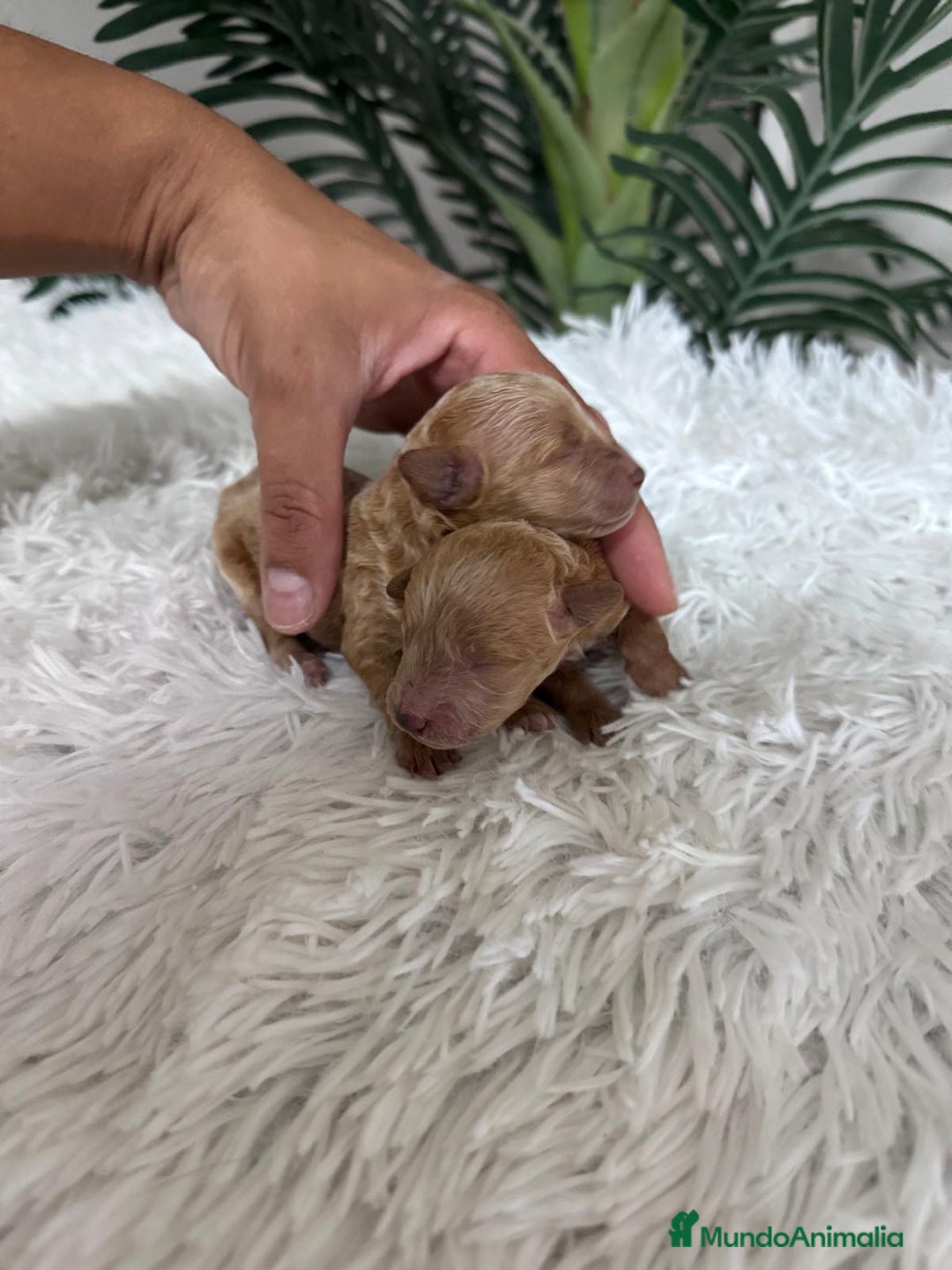 Caniche Toy perros en venta: CANICHE TOY - Imagen 18
