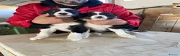 Border Collie perros en venta: CACHORROS DE BORDER COLLIE - Anuncio 2