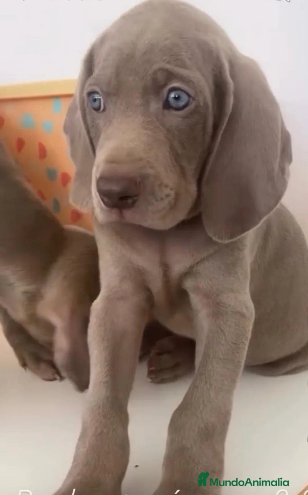Weimaraner perros en venta: Cachorros de braco de WEIMAR  - Anuncio 2