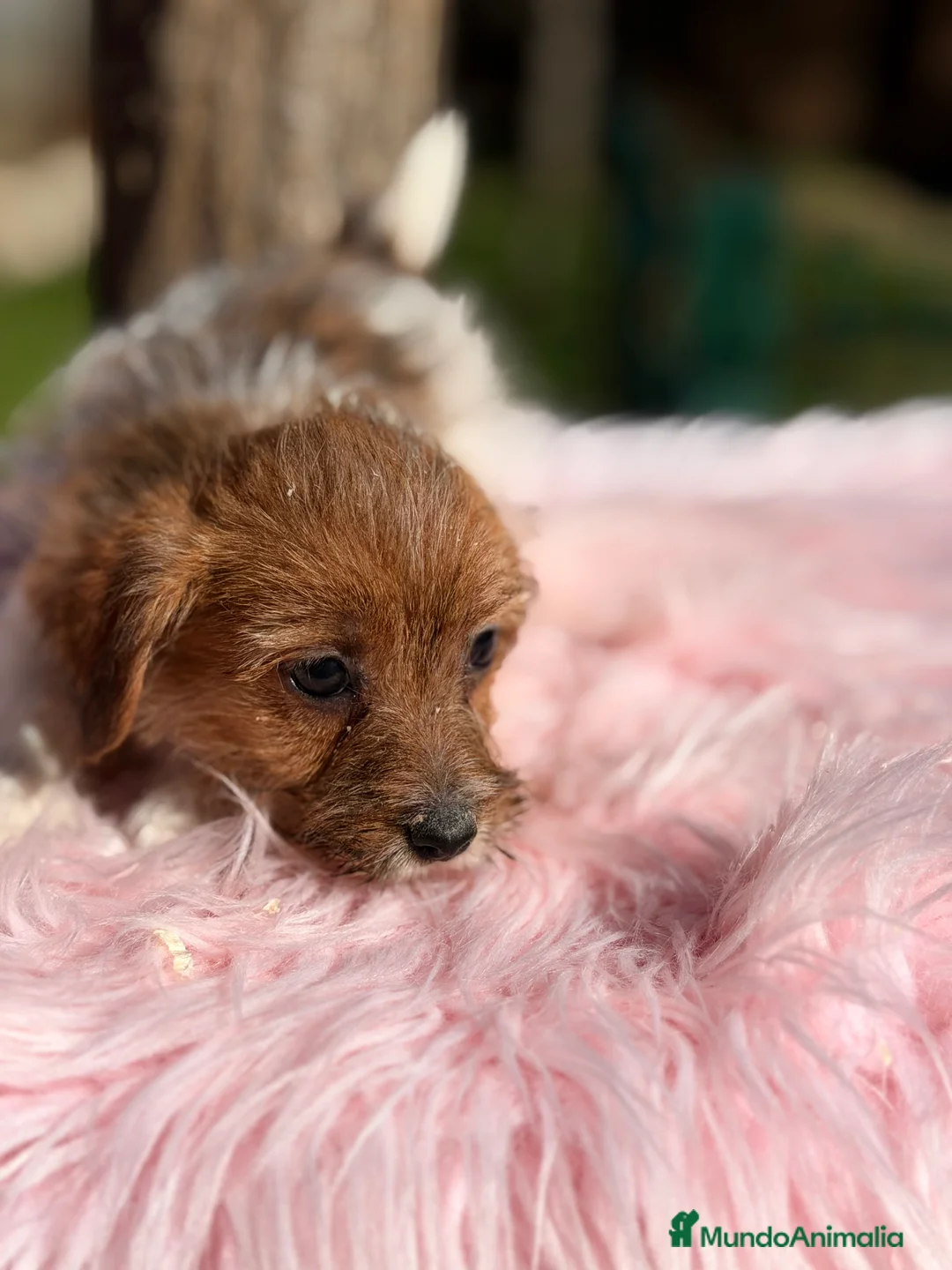 Jack Russell Terrier perros en venta: Jack Russell pelo Broken  - Anuncio 7