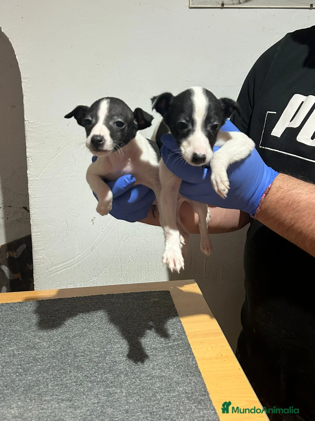 Raza Mixta perros en venta: Cachorros  - Anuncio 2