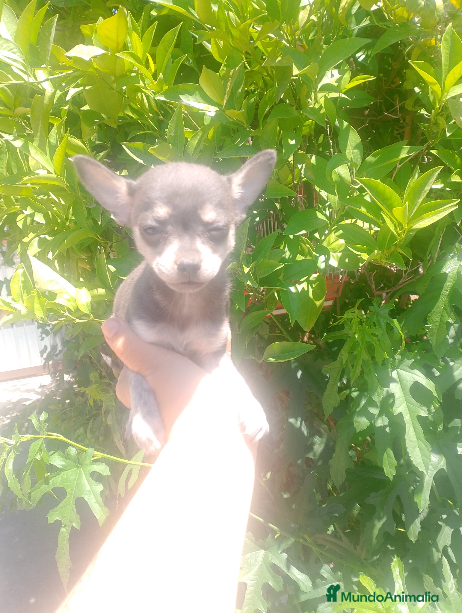 Pomchi perros Toy recogida en Córdoba no envío a 500€  - Anuncio 12