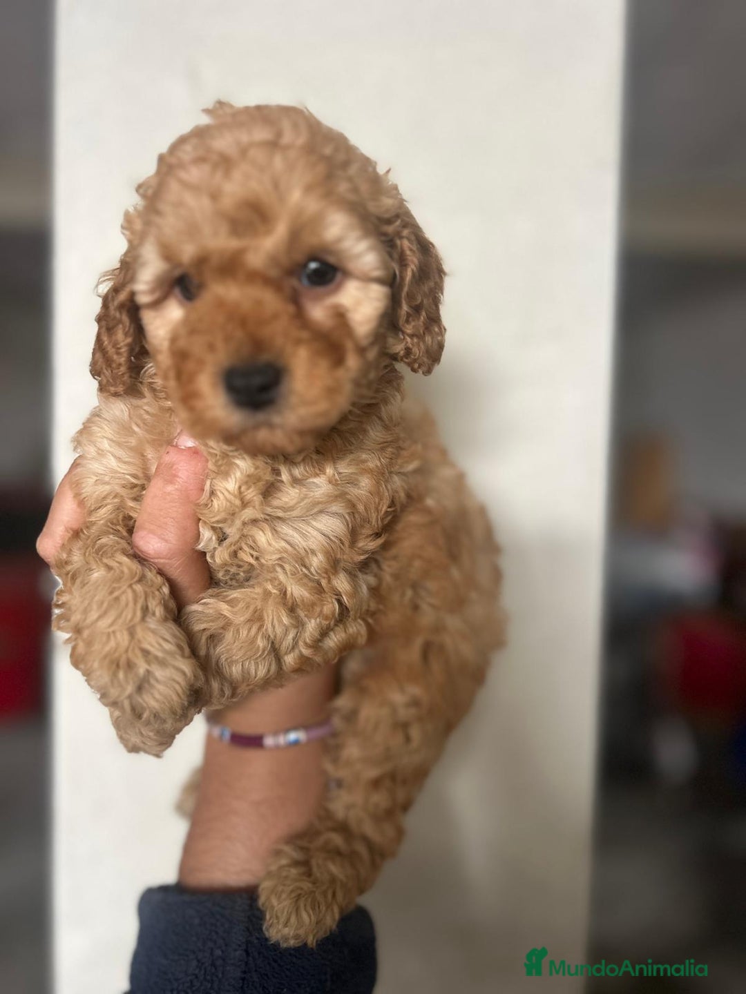 Raza Mixta perros en venta: Caniches.  628789235 - Anuncio 2