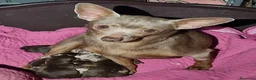 Raza Mixta perros en venta: Chipim azules y lilac - Anuncio 15