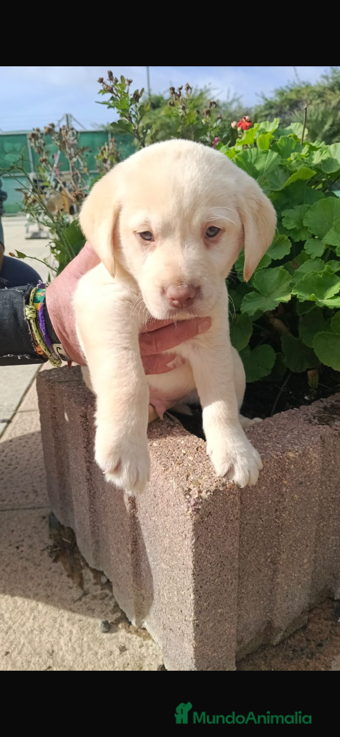 Labrador Retriever perros Último cachorro disponible  - Anuncio 1