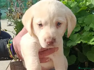 Labrador Retriever perros Último cachorro disponible - Anuncio 1