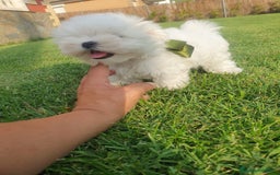 Bichón Maltés perros en venta: Bichon Maltes  - Imagen 3