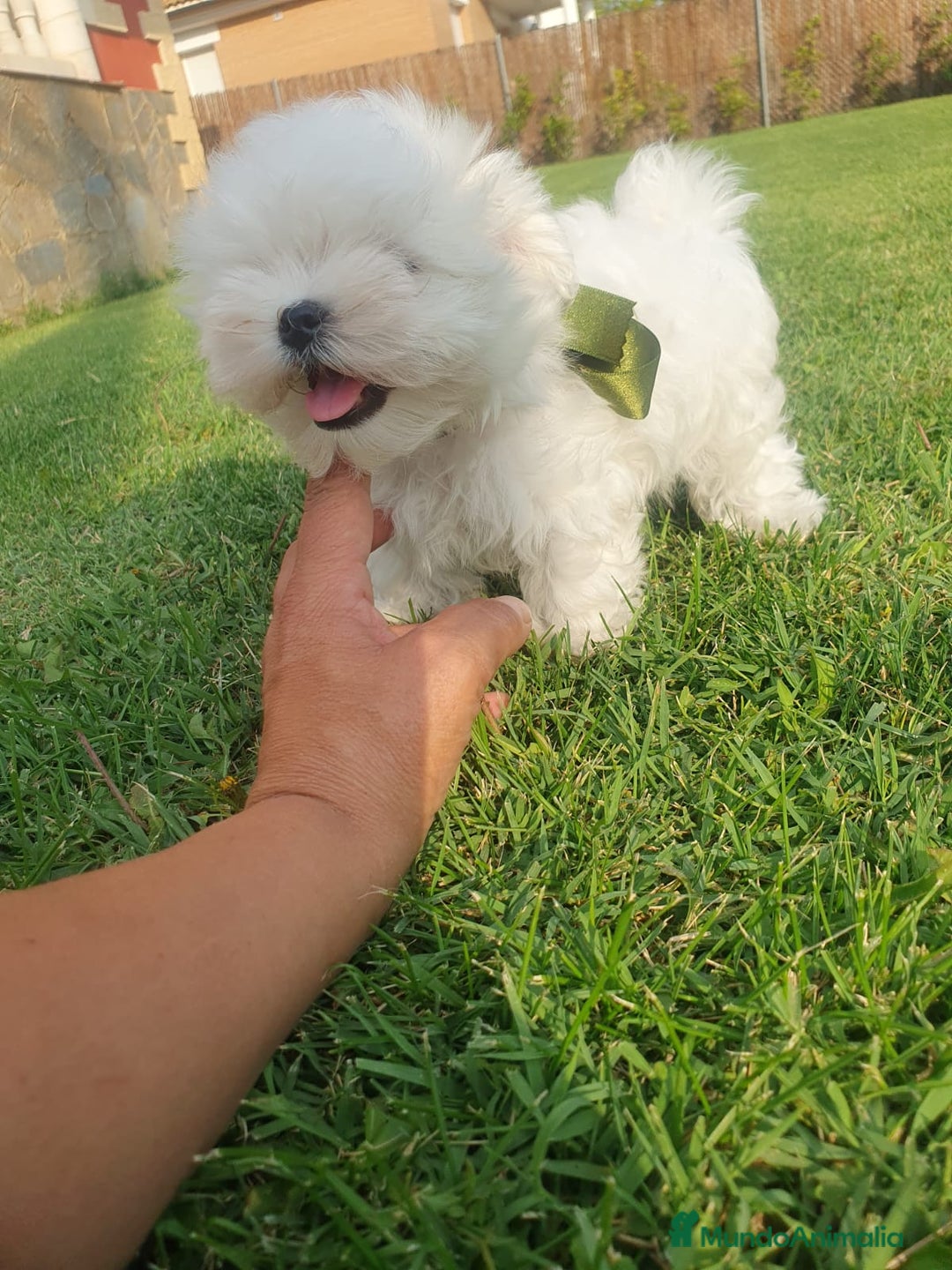 Bichón Maltés perros en venta: Bichon Maltes  - Imagen 3