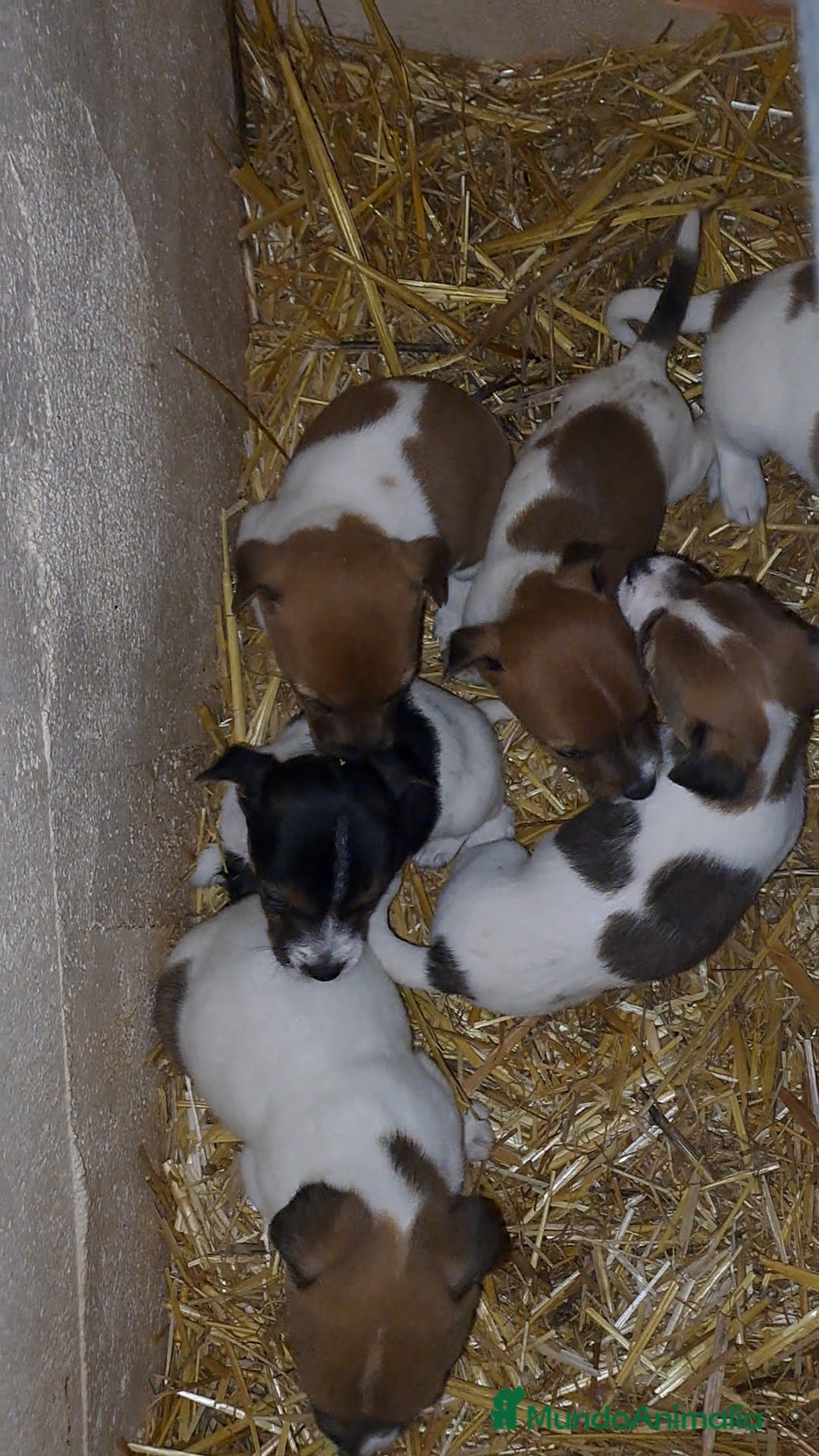 Jack Russell Terrier perros en venta: Jack russell  - Anuncio 2