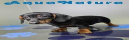 Teckel perros en venta: Teckel Hembra de Kily y Luisiño 1875 - Anuncio 8