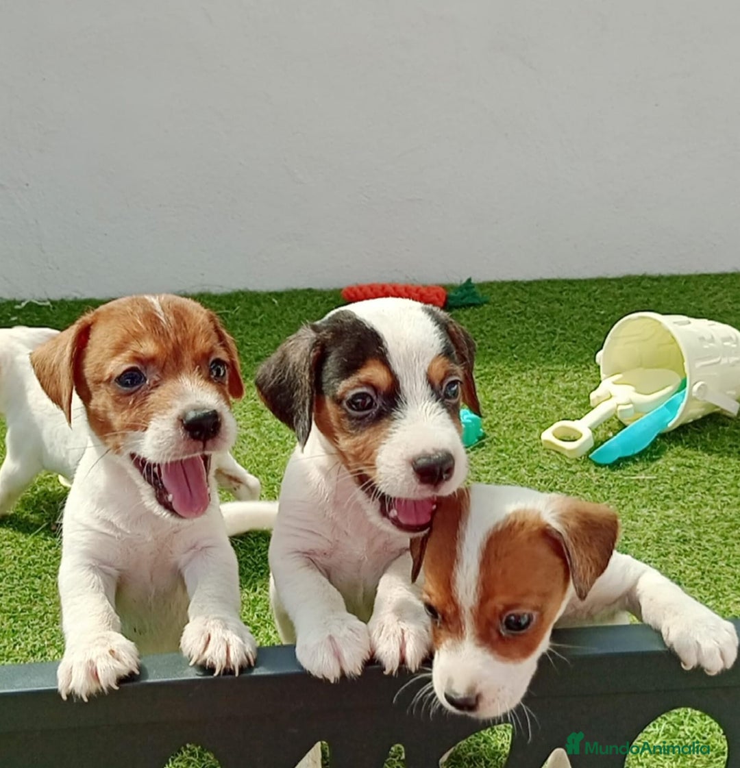 Jack Russell Terrier perros en venta: Jack Russell  - Anuncio 1