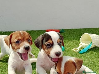 Jack Russell Terrier perros Jack Russell - Anuncio 1