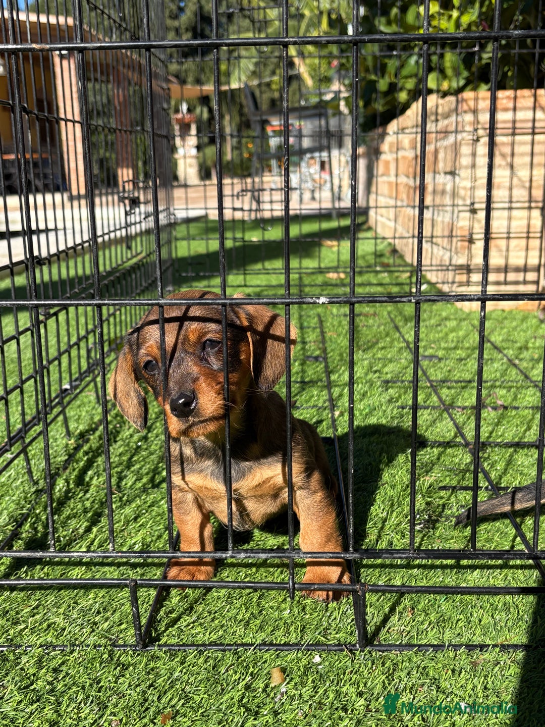 Teckel perros en venta: Cachorras de teckel standar  - Anuncio 3