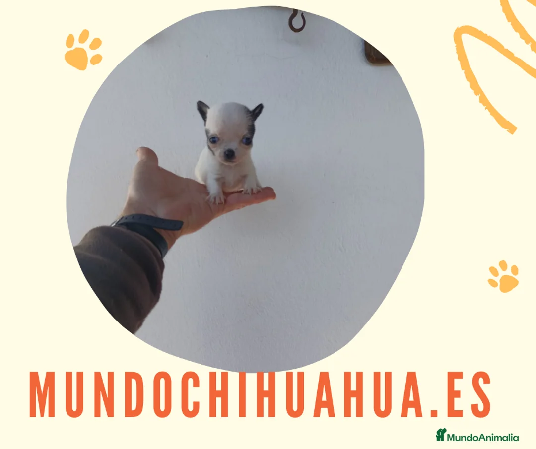 Chihuahua perros en venta: PRECIOSOS CHIHUAHUA RUSO Y ASIÁTICO    - Anuncio 13