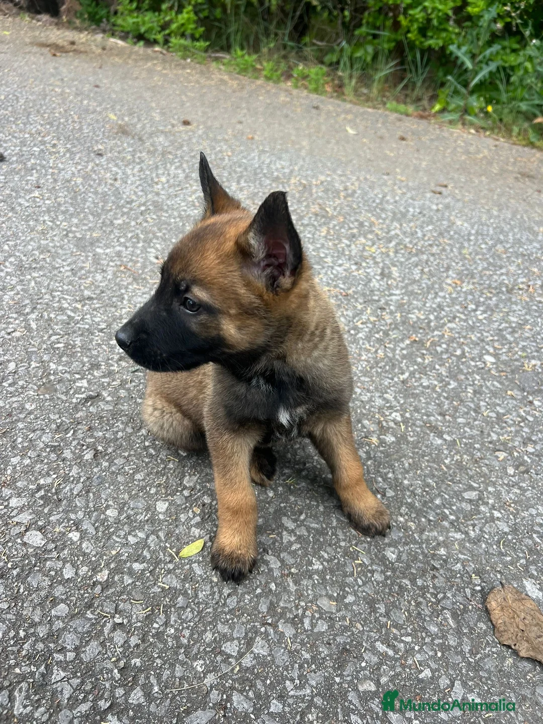 Pastor Belga Malinois perros en venta: Pastor belga malinois  en La Rioja - Anuncio 6