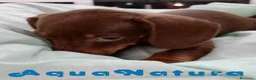 Teckel perros en venta: Teckel Macho de Kily y Tilo 7004 - AQUANATURA en Barcelona - Anuncio 3