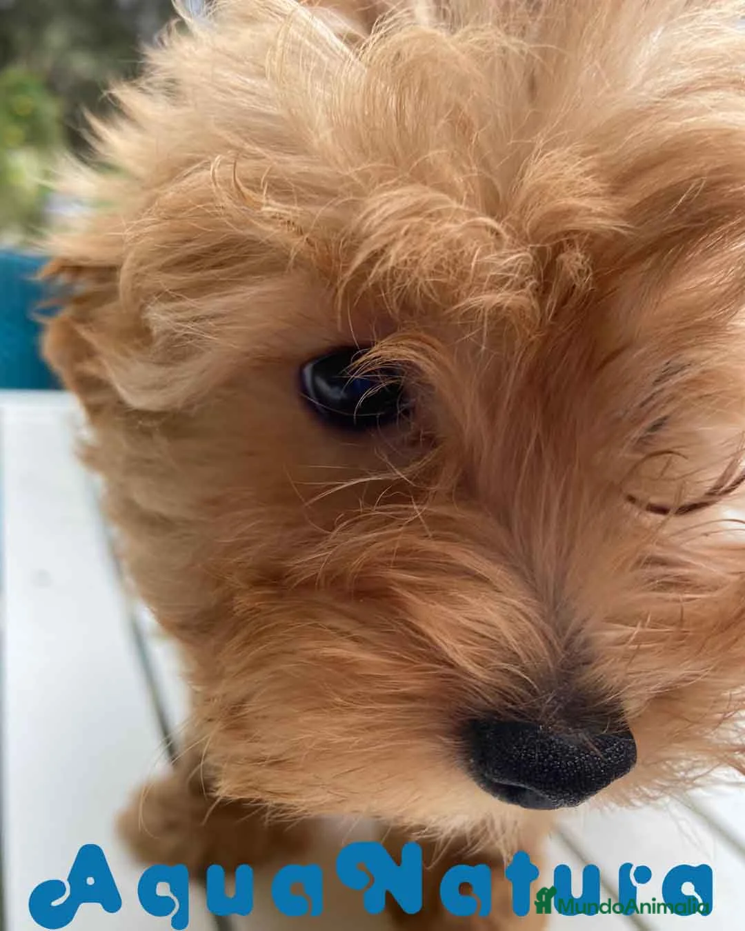 Havapoo perros en venta:  Havapoo Hembra de Hada y Can 1902 AQUANATURA - Anuncio 4