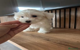 Bichón Maltés perros en venta: Bichon maltés  - Imagen 1