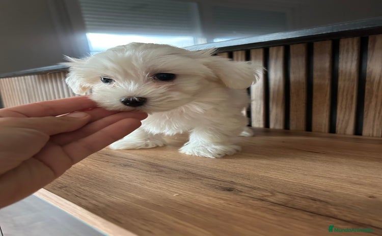 Bichón Maltés perros - Propaganda 1