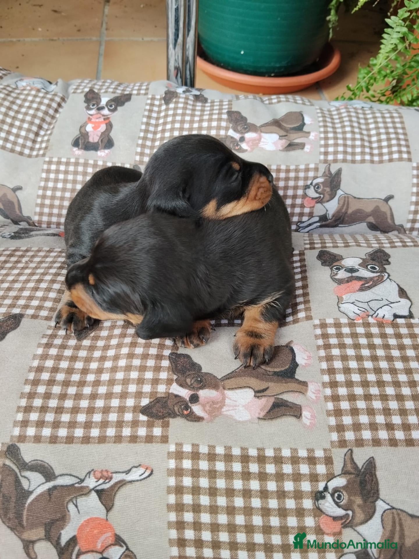 Teckel Miniatura perros Teckel miniatura - Anuncio 2