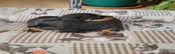 Teckel Miniatura perros en venta: Teckel miniatura - Anuncio 1