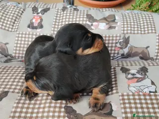 Teckel Miniatura perros Teckel miniatura - Anuncio 4