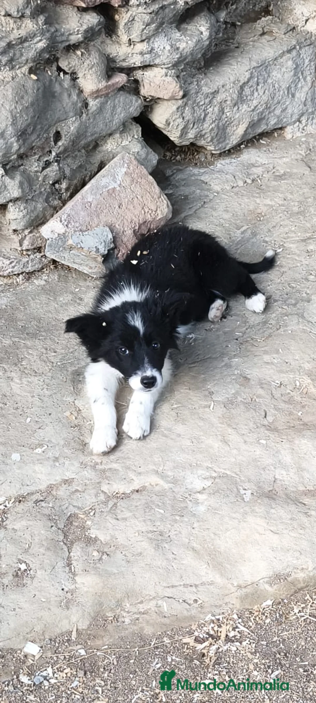 Border Collie perros en venta: Cachorro border collie puro, 300€ - Anuncio 3