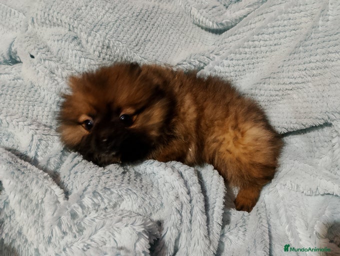 Imagen de galería {{count}}