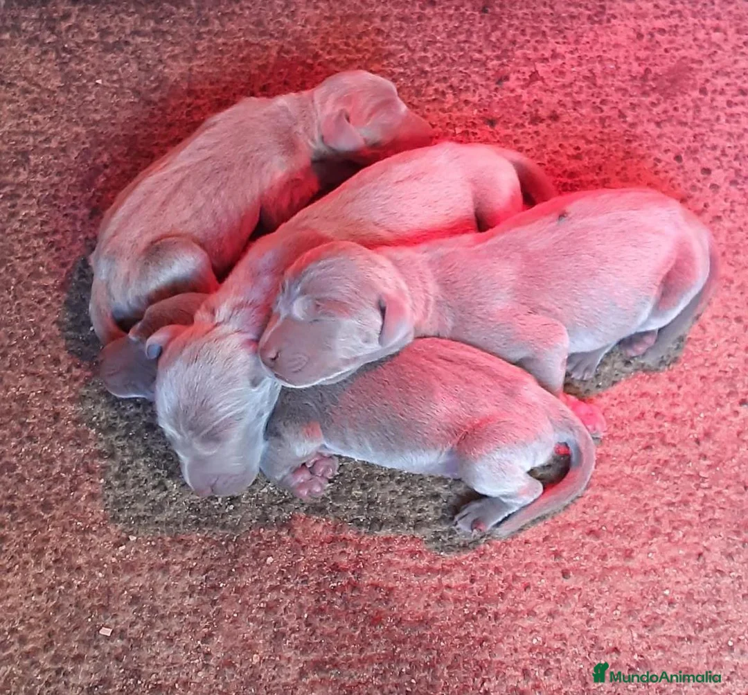 Weimaraner perros en venta: Braco de weimar  - Anuncio 2