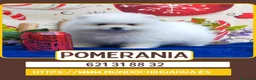 Pomerania perros en venta: Auténticos pomerania toy  - Anuncio 1