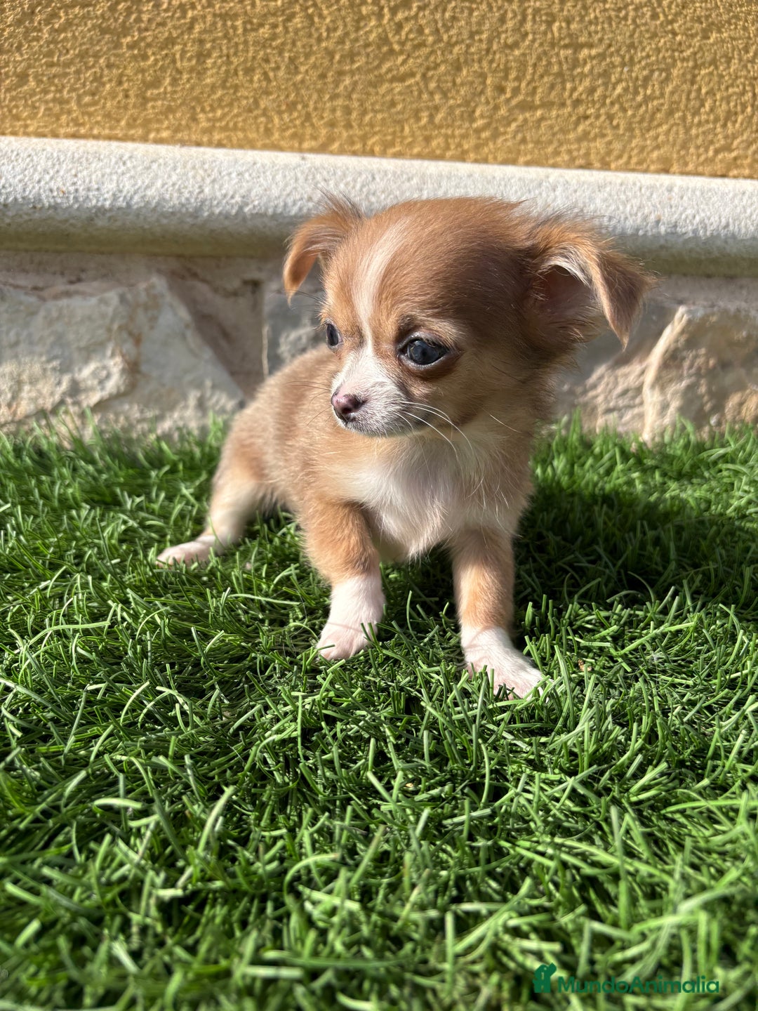 Chihuahua perros en venta: Chihuahua mini Toy pelo largo chocolate - Anuncio 12