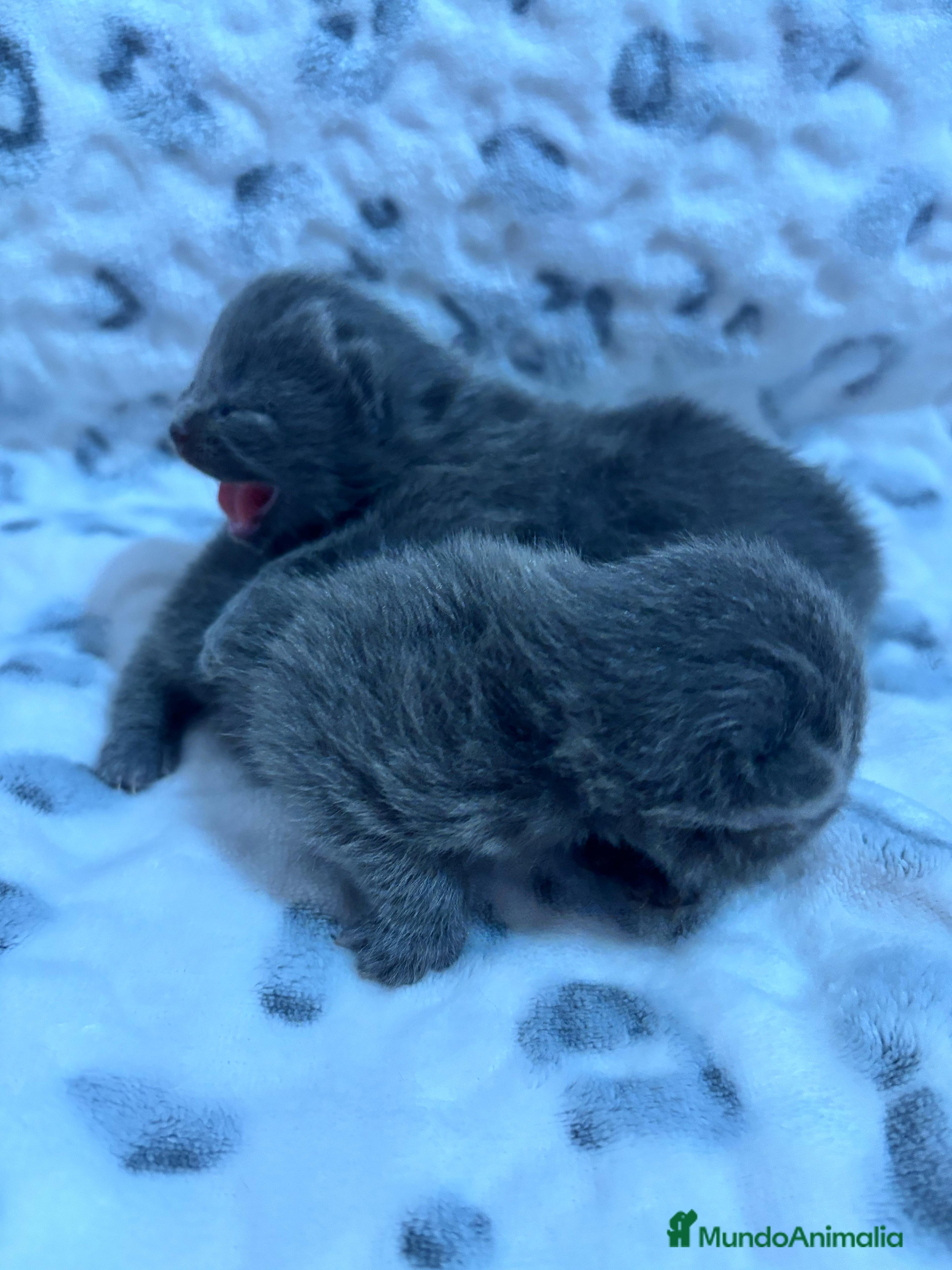 Británico de Pelo Corto Azul gatos Gatitos British en Barcelona - Anuncio 2