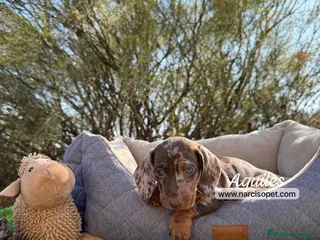 Teckel Miniatura perros CACHORRITO TECKEL ARLEQUIN CHOCOLATE - Anuncio 23