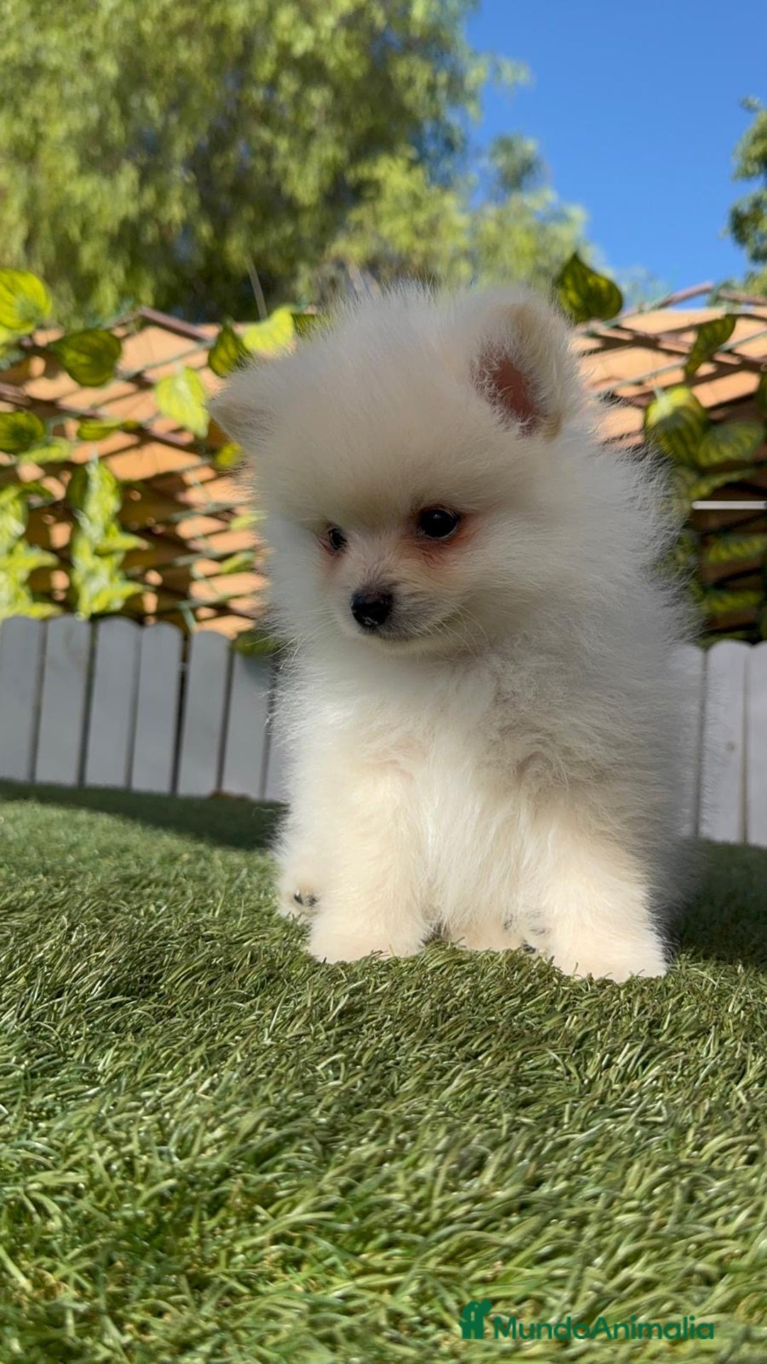 Pomerania perros en venta: POMERANIA - Imagen 14