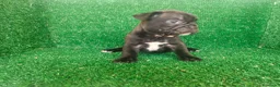 Bulldog Francés perros en venta: Bulldog francés  - Anuncio 9