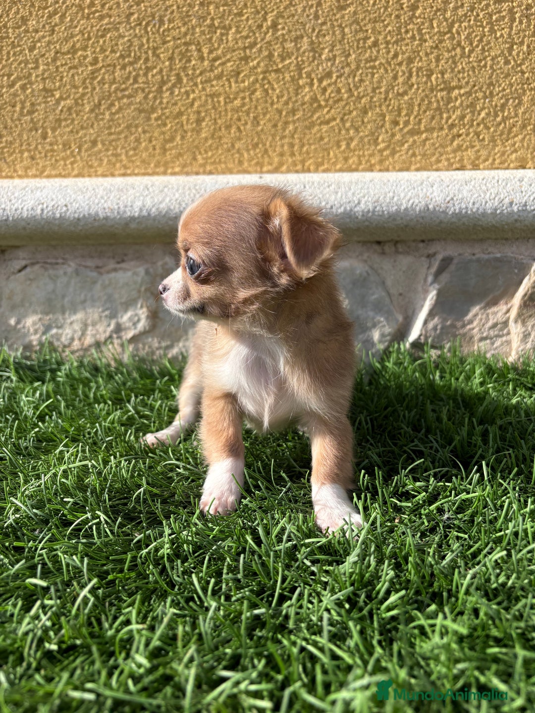 Chihuahua perros en venta: Chihuahua mini Toy pelo largo chocolate - Anuncio 30