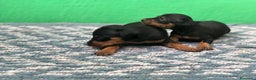 Pinscher Miniatura perros en venta: CACHORROS DE PINSCHER  - Anuncio 5