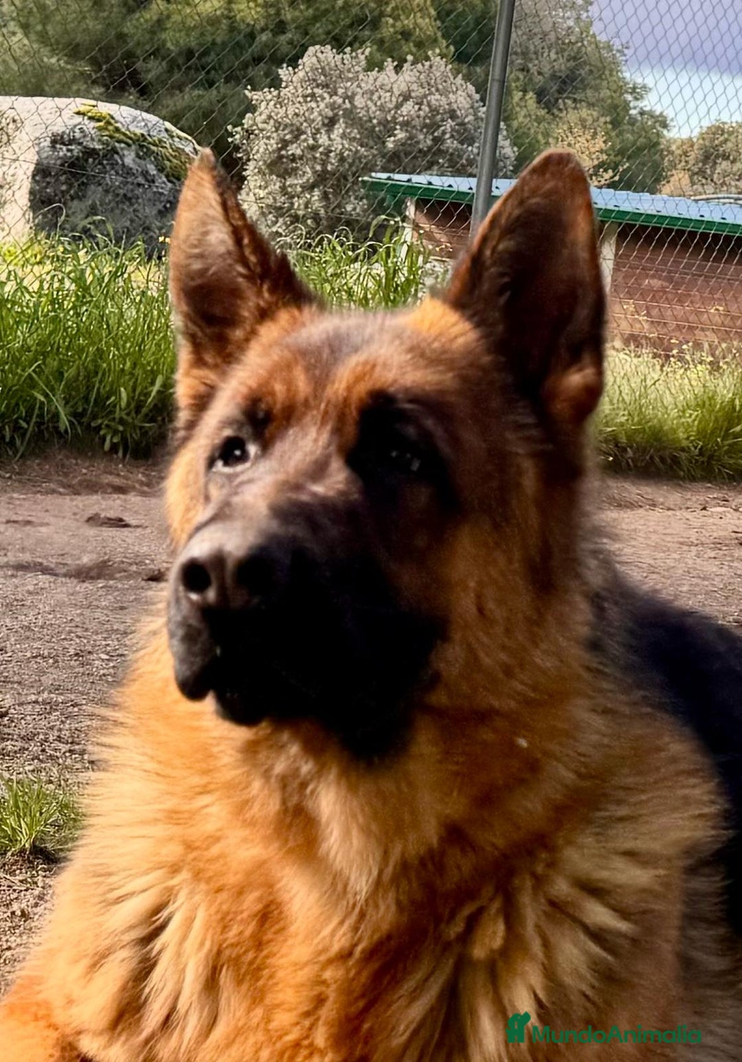 Pastor Alemán perros en venta: Pastor alemán belleza  - Anuncio 3