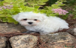Bichón Maltés perros en venta: Bichon Maltés Toy macho y hembra  - Imagen 3
