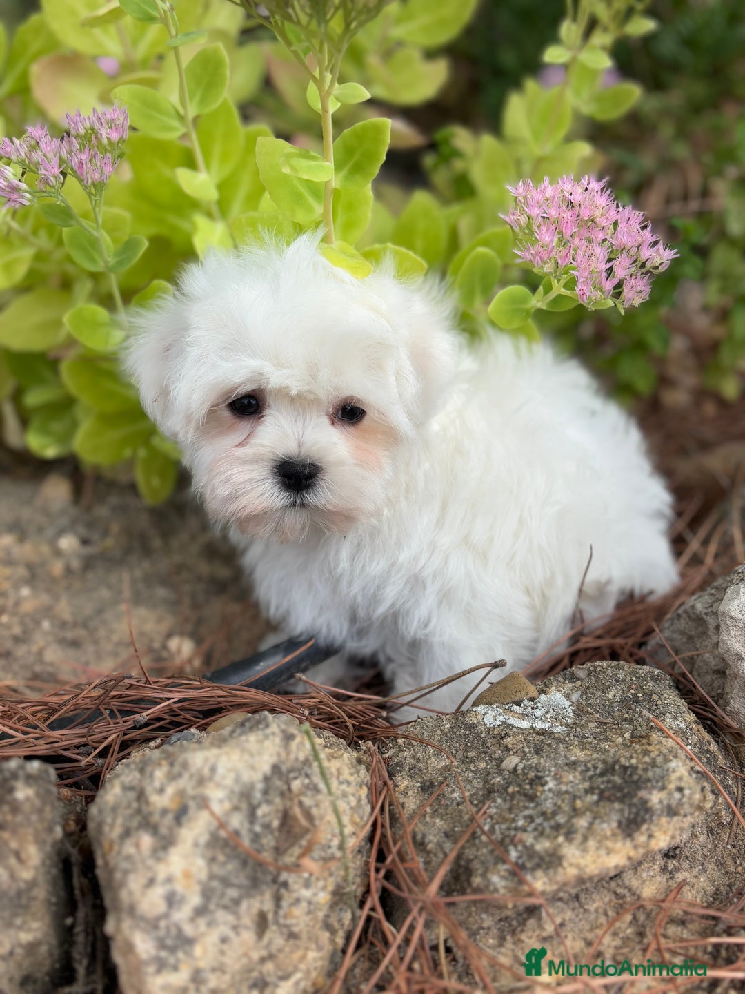 Bichón Maltés perros en venta: Bichon Maltés Toy macho y hembra  - Imagen 3