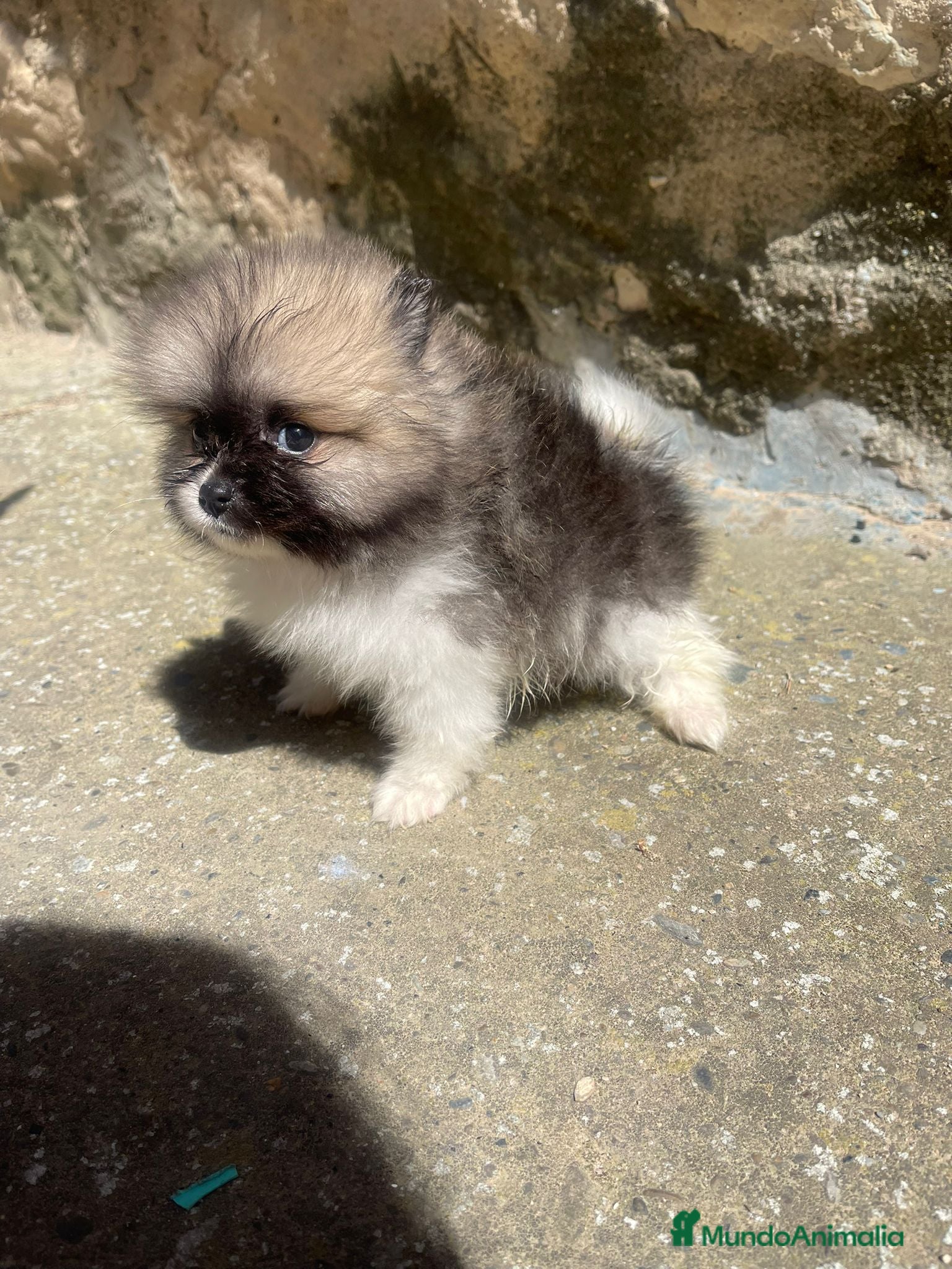 Pomerania perros Pomerania toy tricolor precioso - Anuncio 14