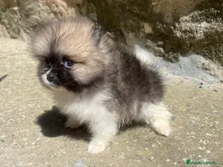 Pomerania perros Pomerania toy tricolor precioso - Anuncio 14
