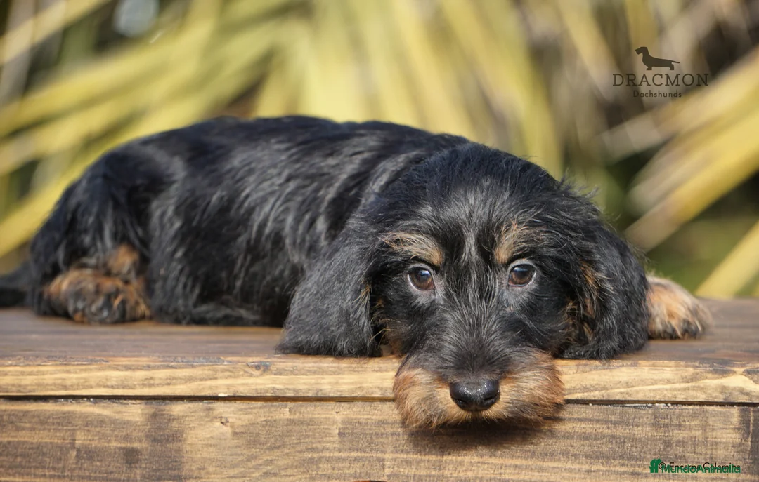 Imagen de galería {{count}}