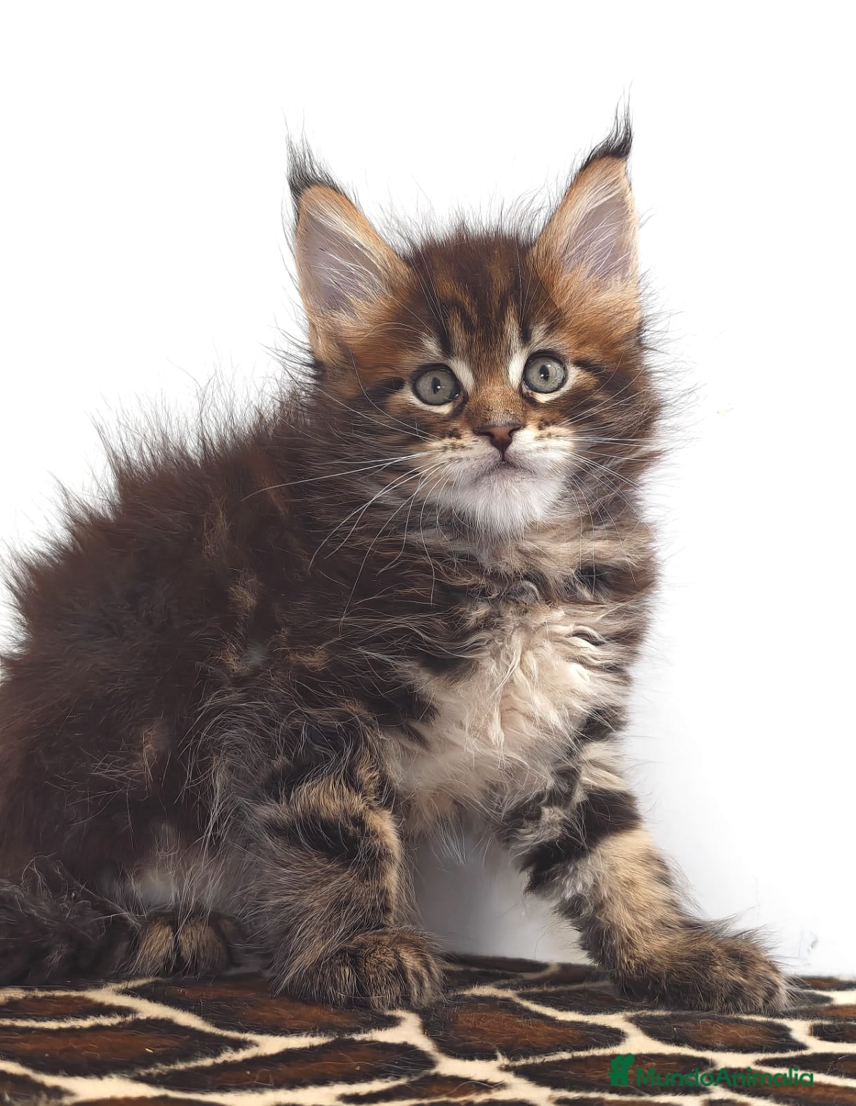 Maine Coon gatos Macho de Maine coon  - Anuncio 3
