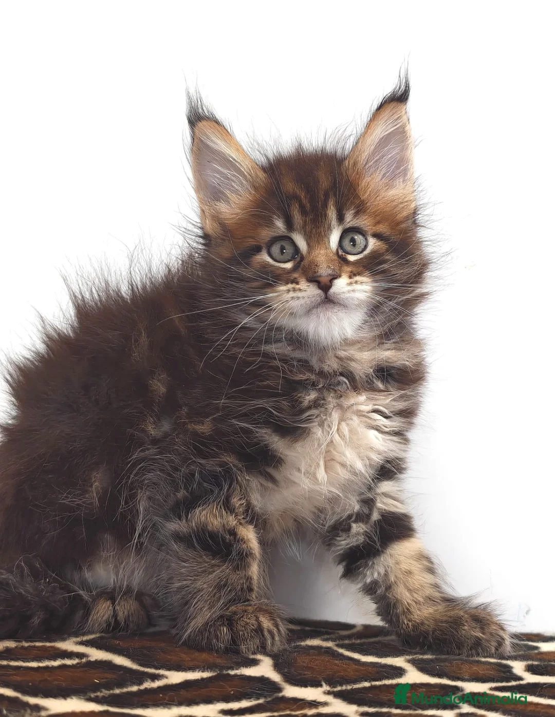 Maine Coon gatos en venta: Macho de Maine coon  - Anuncio 1